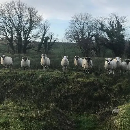 Charming Traditional Irish *